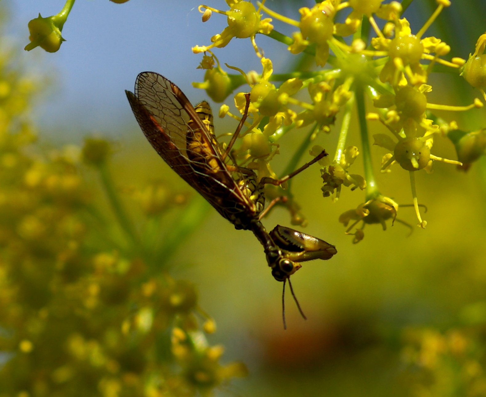 Come riconoscere i Mantispidae